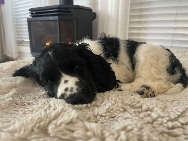 Mylmavy Cocker Spaniels ( MDBA )