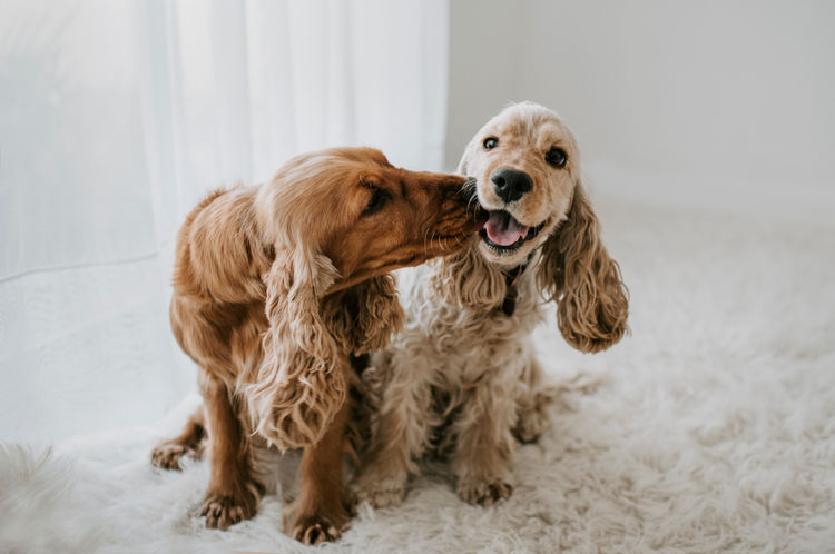 Mylmavy Cocker Spaniels ( MDBA )