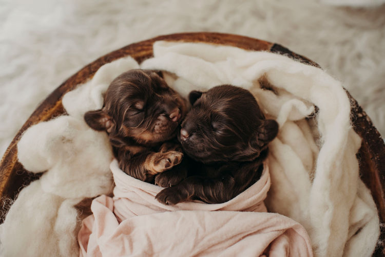 Mylmavy Cocker Spaniels ( MDBA )