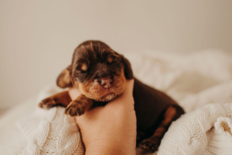 Mylmavy Cocker Spaniels ( MDBA )