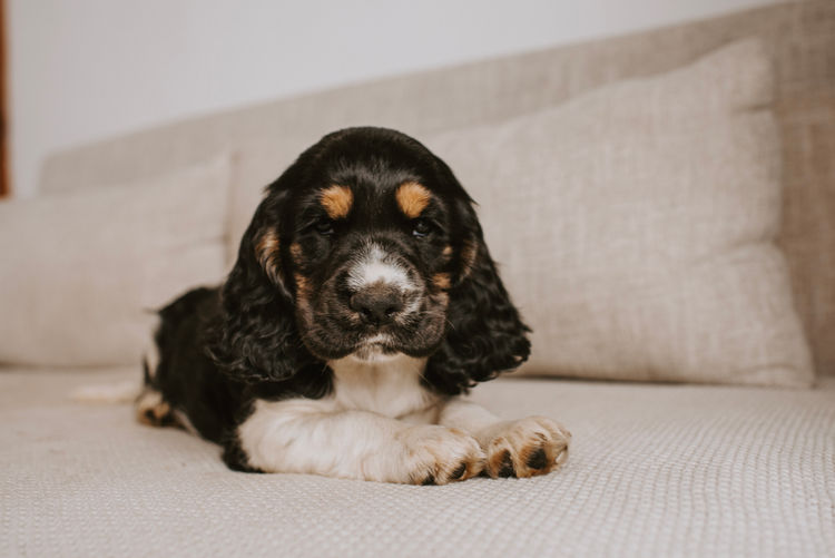Mylmavy Cocker Spaniels ( MDBA )