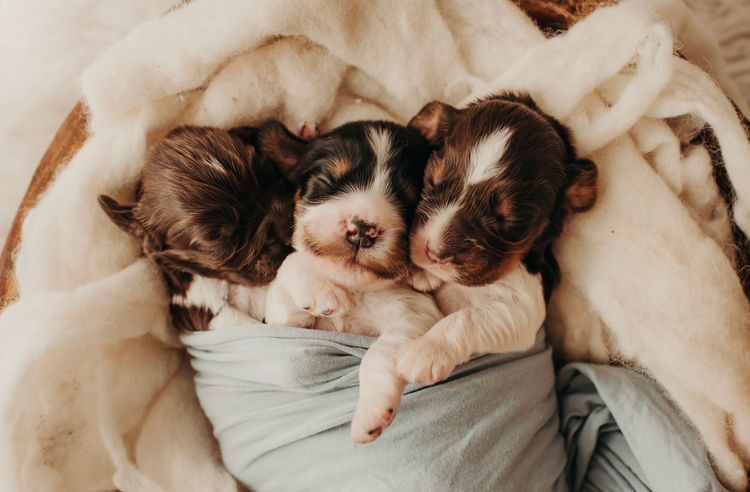 Mylmavy Cocker Spaniels ( MDBA )
