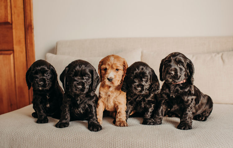 Mylmavy Cocker Spaniels ( MDBA )