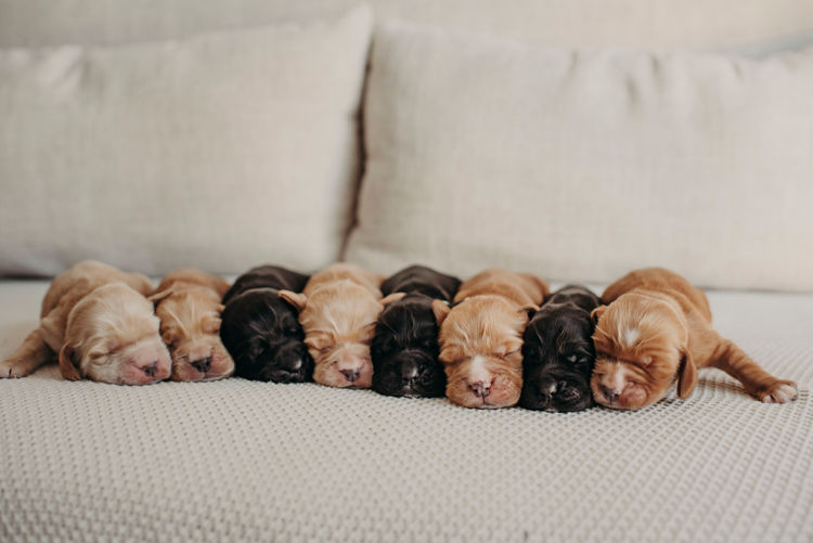 Mylmavy Cocker Spaniels ( MDBA )