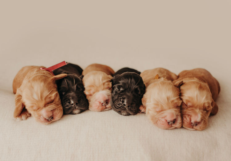Mylmavy Cocker Spaniels ( MDBA )