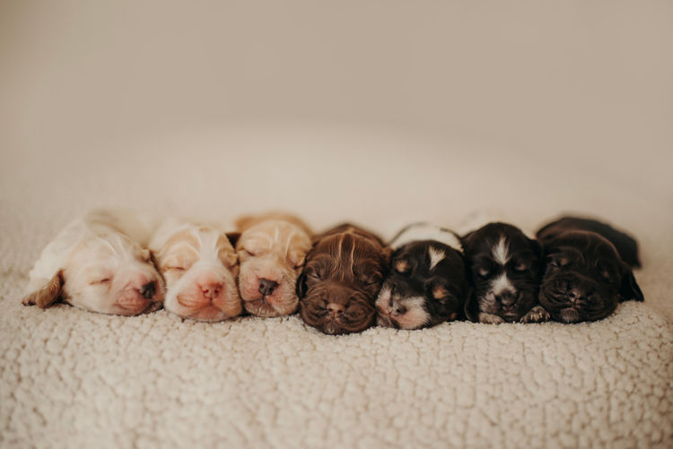Mylmavy Cocker Spaniels ( MDBA )