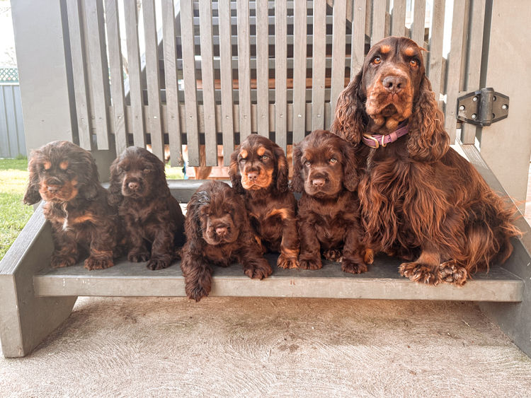 Mylmavy Cocker Spaniels ( MDBA )