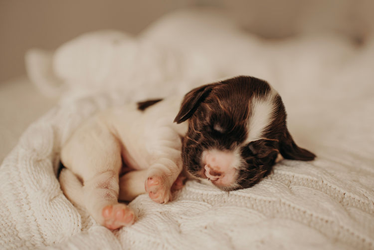 Mylmavy Cocker Spaniels ( MDBA )