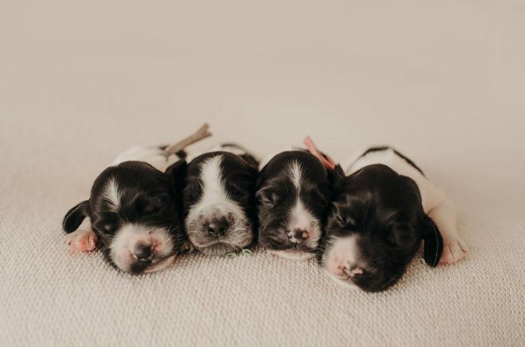 Mylmavy Cocker Spaniels ( MDBA )