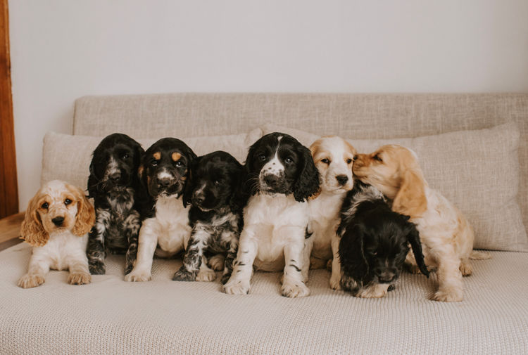 Mylmavy Cocker Spaniels ( MDBA )