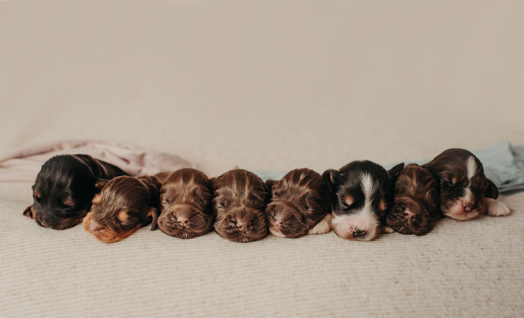 Mylmavy Cocker Spaniels ( MDBA )
