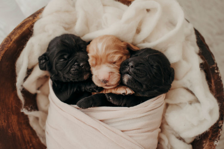 Mylmavy Cocker Spaniels ( MDBA )