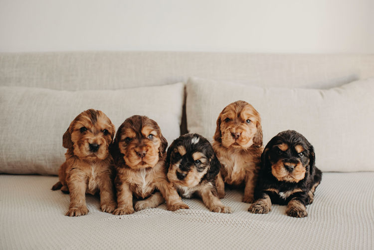 Mylmavy Cocker Spaniels ( MDBA )