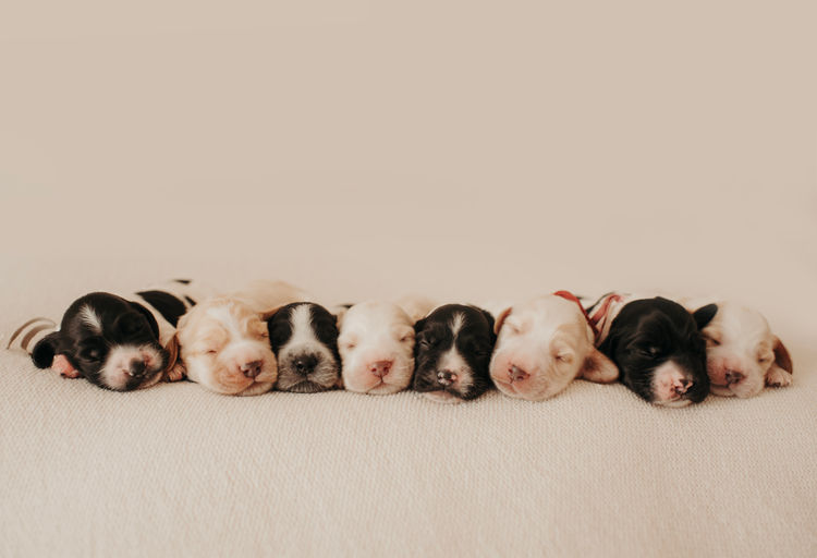 Mylmavy Cocker Spaniels ( MDBA )