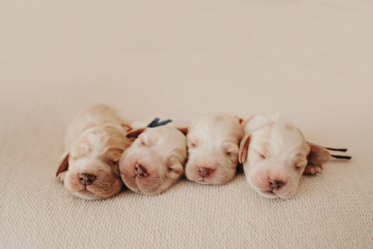 Mylmavy Cocker Spaniels ( MDBA )