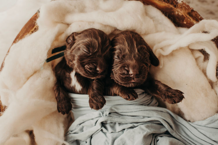 Mylmavy Cocker Spaniels ( MDBA )