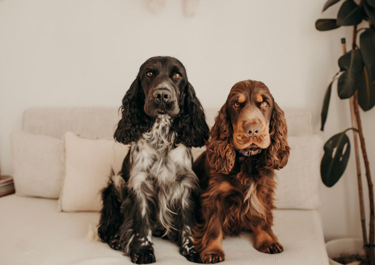 Mylmavy Cocker Spaniels ( MDBA )