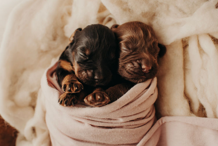 Mylmavy Cocker Spaniels ( MDBA )