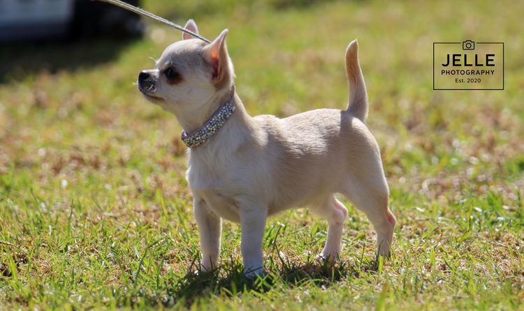 Whatshades Chihuahuas