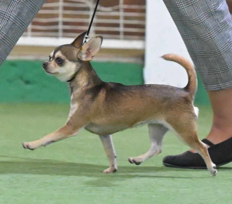 Whatshades Chihuahuas