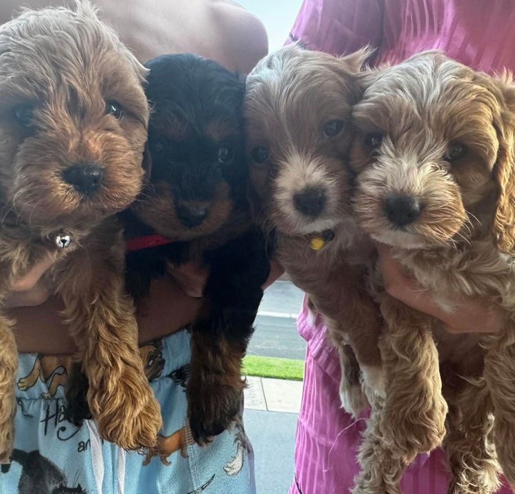 Cavoodles by Melanie
