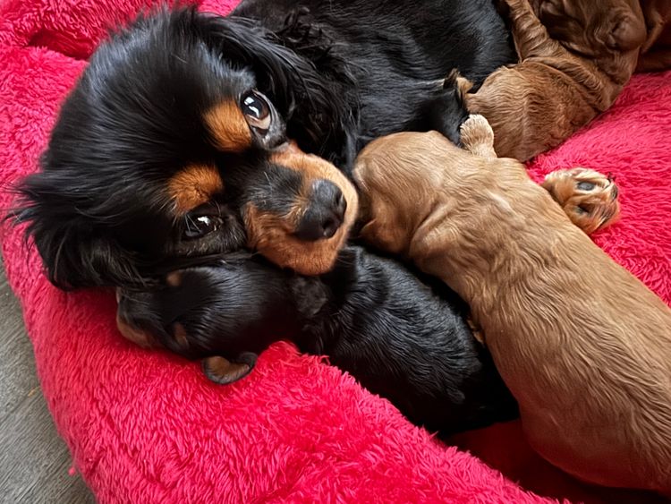 Cavoodles by Melanie