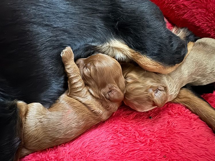 Cavoodles by Melanie