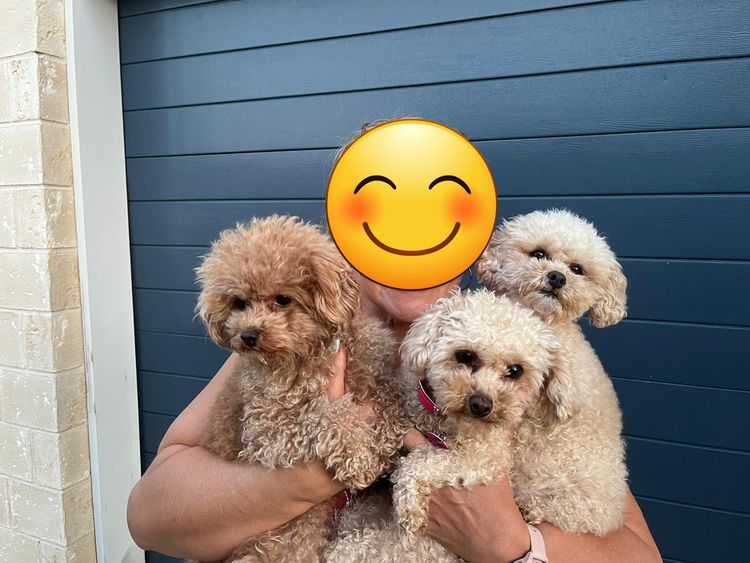 Tiny Toy Cavoodles