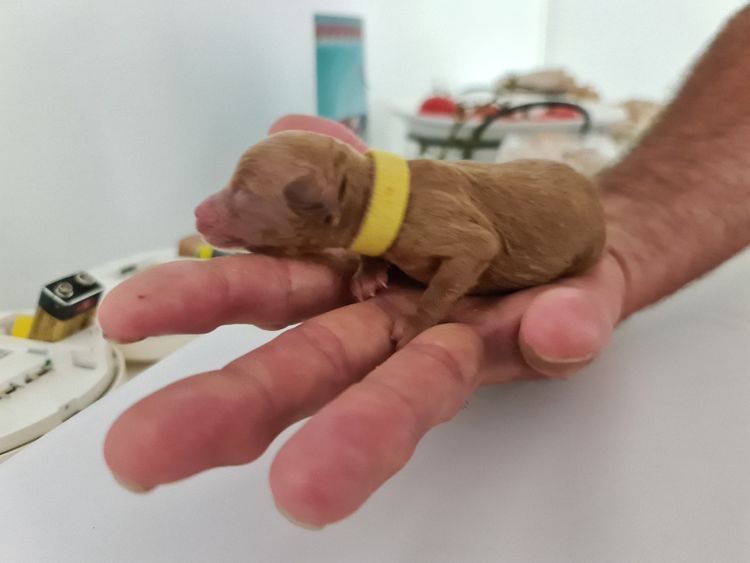 Tiny Toy Cavoodles