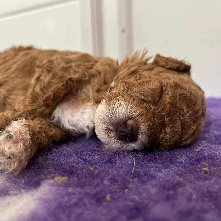 Tiny Toy Cavoodles