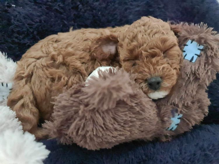 Tiny Toy Cavoodles