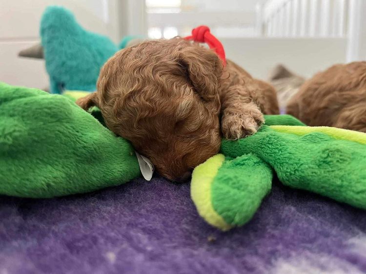 Tiny Toy Cavoodles