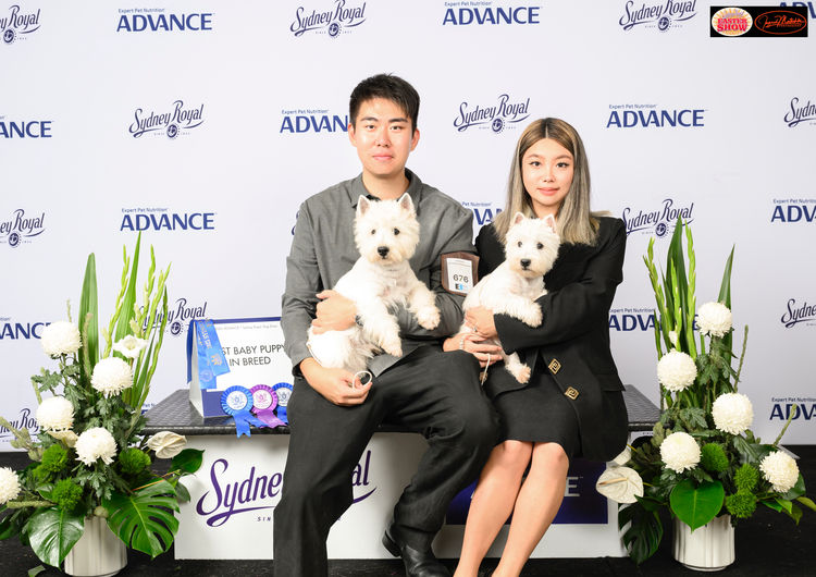 TOBYSAGOLDEN Westie (ANKC/ Dogs Australia)