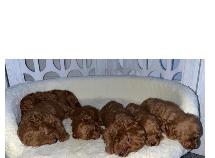 Cavoodles Boutiques