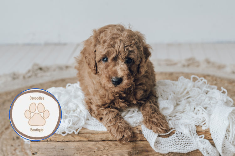 Cavoodles Boutiques