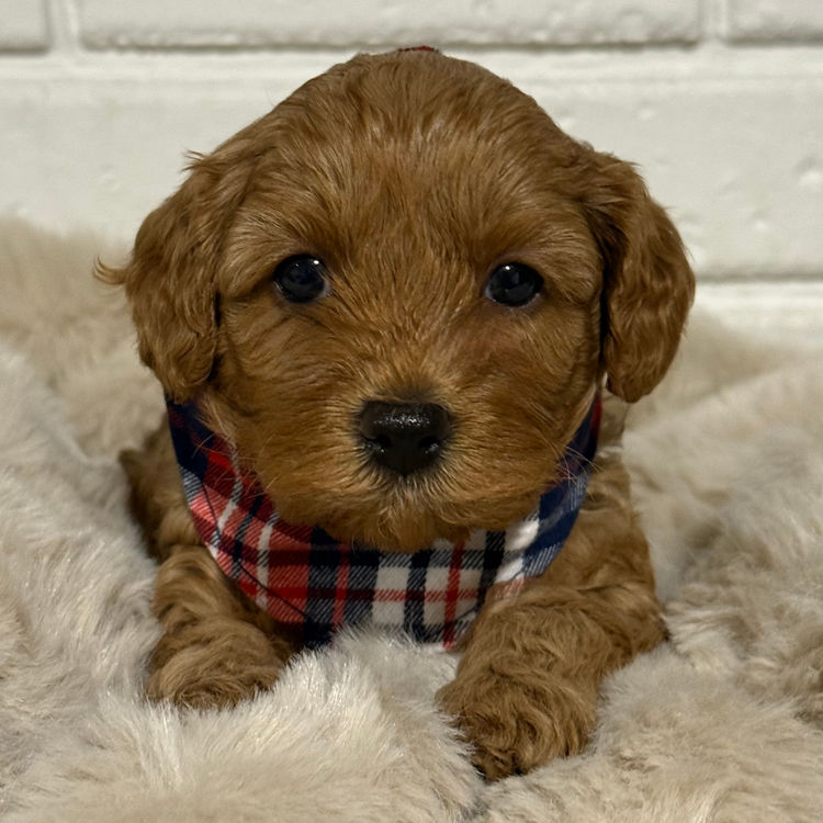Cavoodles Boutiques