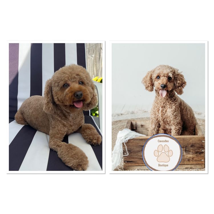 Cavoodles Boutiques