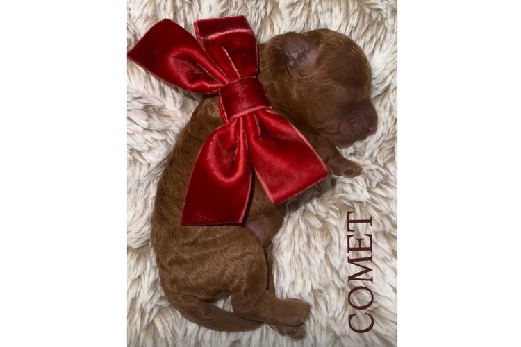 Cavoodles Boutiques