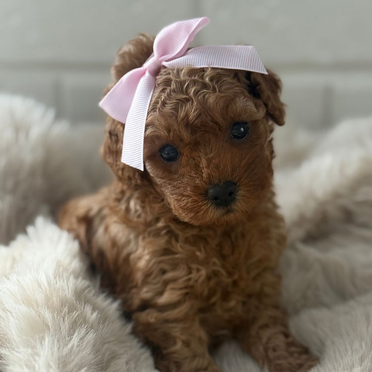 Cavoodles Boutiques