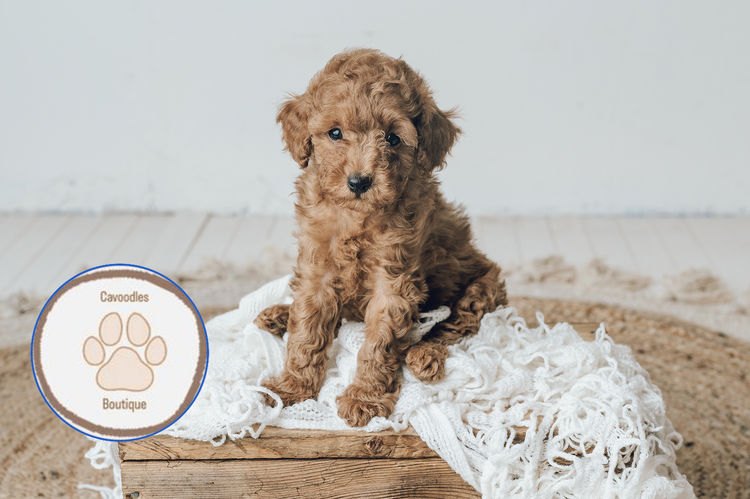Cavoodles Boutiques