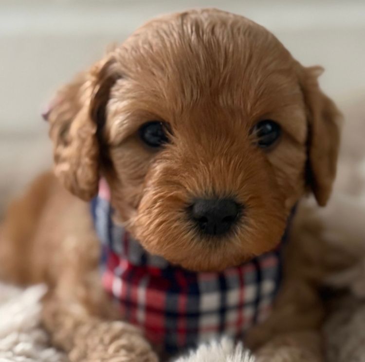 Cavoodles Boutiques
