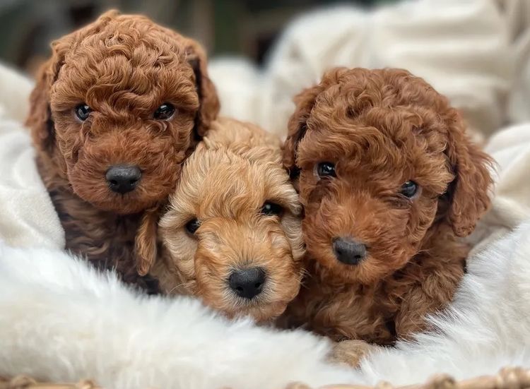 Cavoodles Boutiques