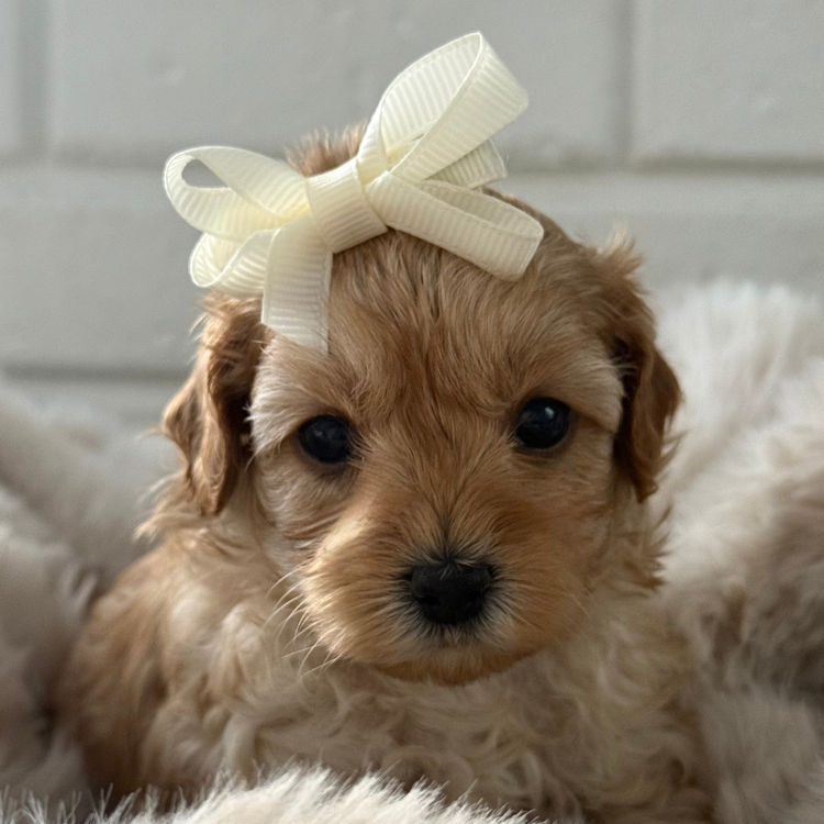 Cavoodles Boutiques