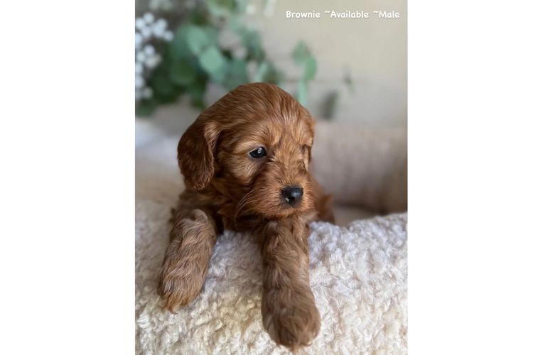 Cavoodles Boutiques