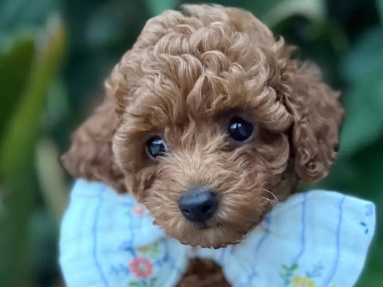 Cavoodles Boutiques