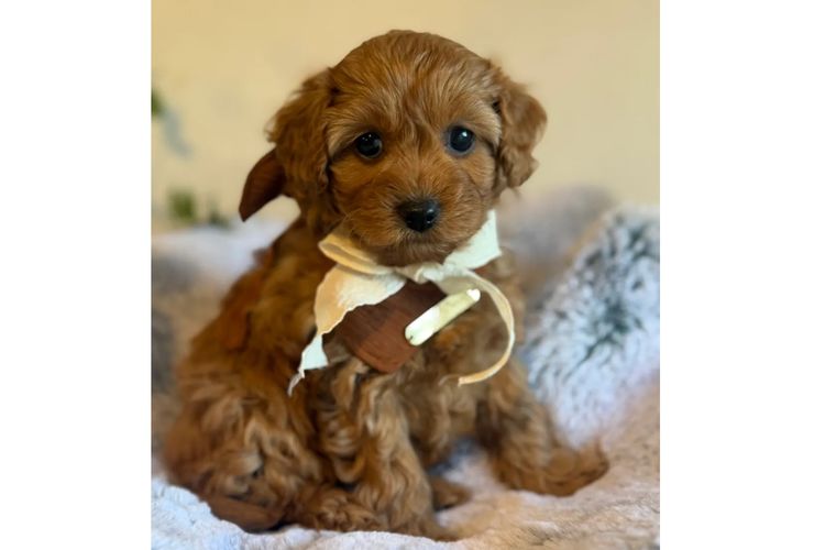 Cavoodles Boutiques