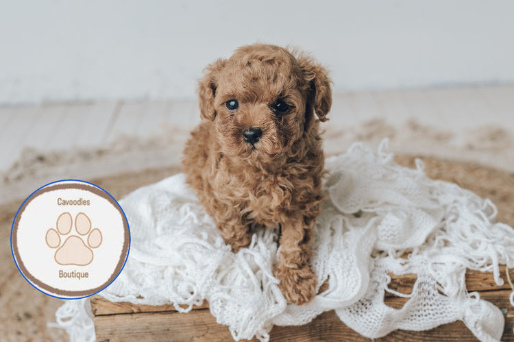 Cavoodles Boutiques