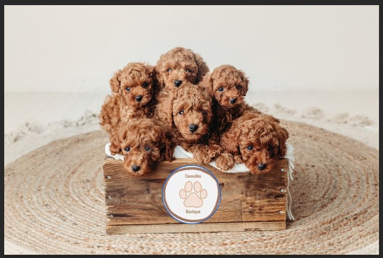 Cavoodles Boutiques