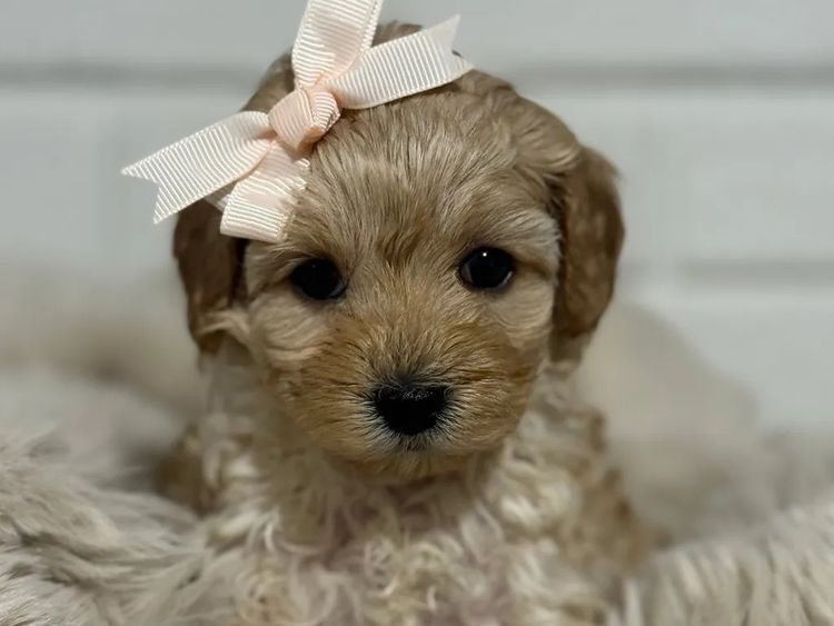 Cavoodles Boutiques