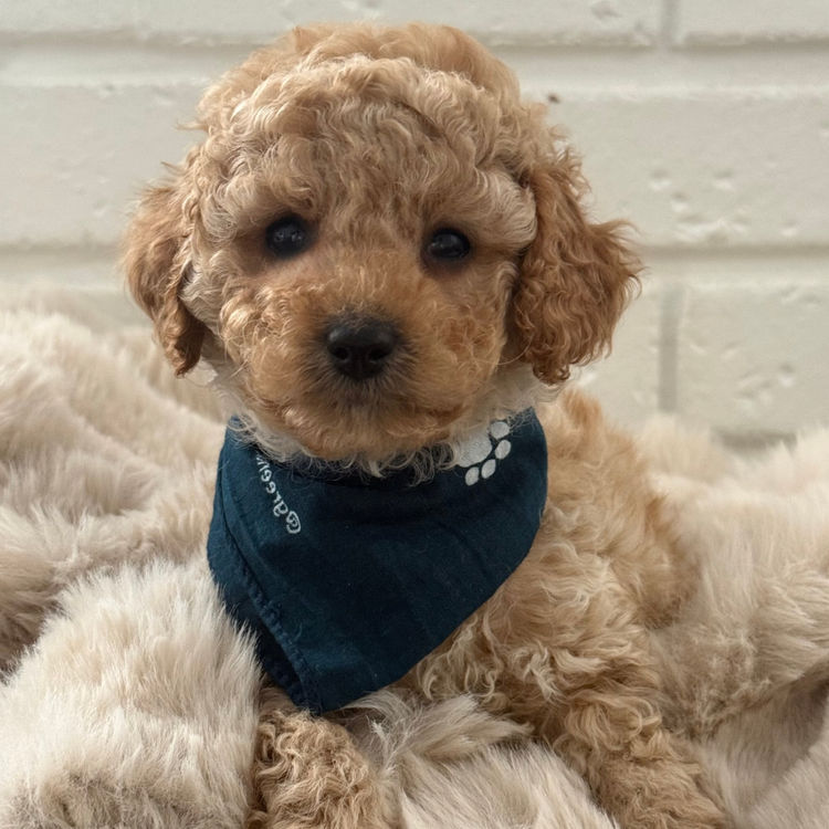 Cavoodles Boutiques